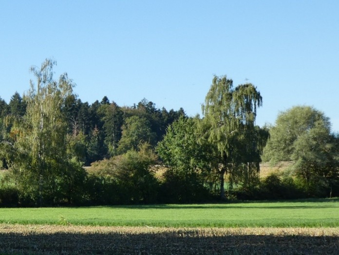 Heckeninventar Wohlen