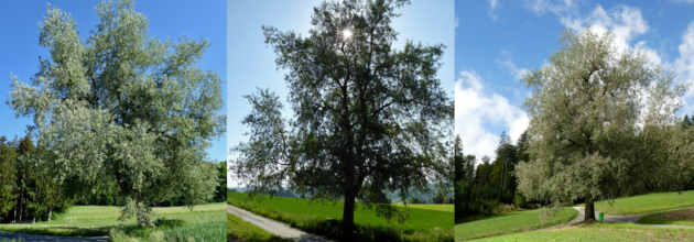 Silberpappeln