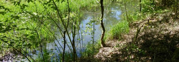 Leubachbucht
