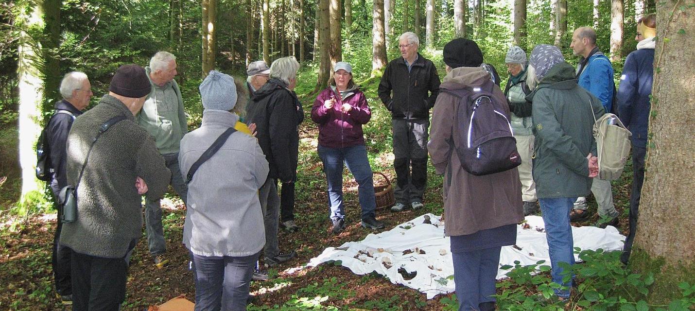 Pilz-Exkursion mit dem Pilzverein Bümpliz